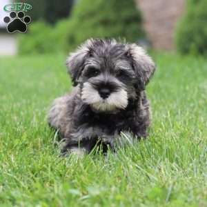 Charlie, Miniature Schnauzer Puppy